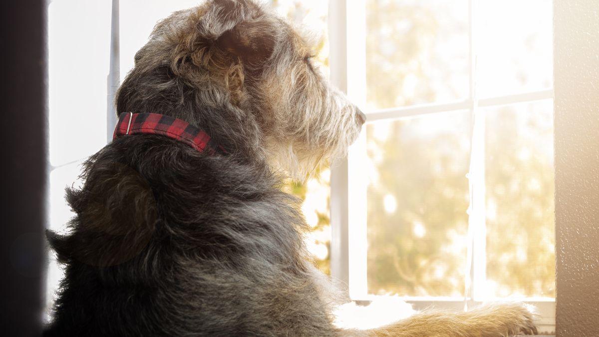 Patricia, educadora canina: “Si tu perro no duerme cuando se queda solo, podría tener problemas de estrés”