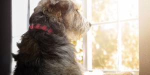 Patricia, educadora canina: “Si tu perro no duerme cuando se queda solo, podría tener problemas de estrés”
