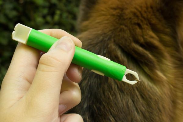 Mi perro tiene garrapatas y duerme conmigo, ¿me las puede pegar? - ¿Qué hago si mi perro tiene garrapatas y duerme conmigo?