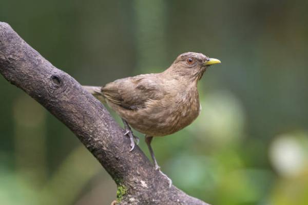 Tipos de zorzales - 10. Zorzal de montaña (Turdus plebejus)