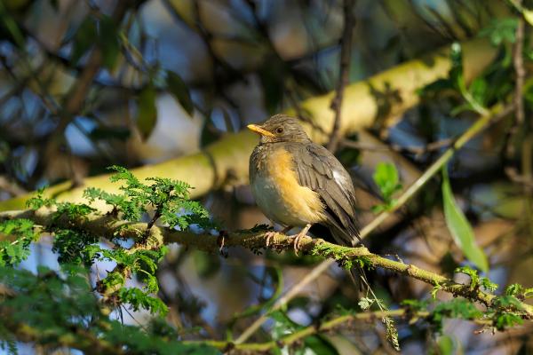 Tipos de zorzales - 2. Zorzal africano (Turdus pelios)
