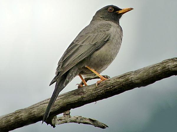 Tipos de zorzales - 3. Zorzal somalí (Turdus ludoviciae)