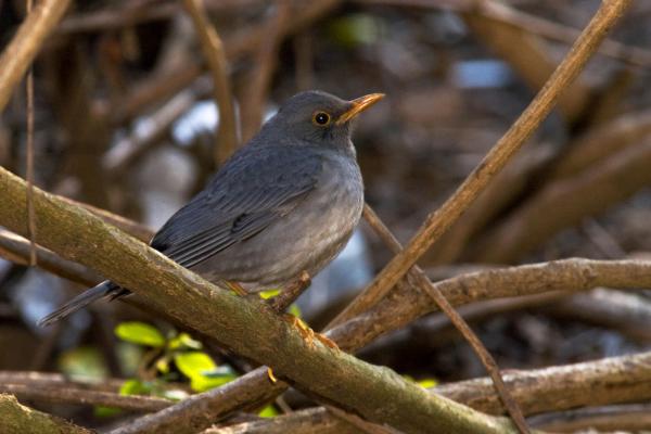 Tipos de zorzales - 4. Zorzal de Tickell (Turdus unicolor)