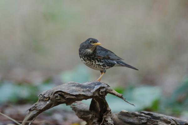 Tipos de zorzales - 5. Zorzal japonés (Turdus cardis)