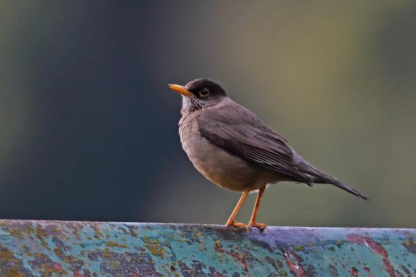 Tipos de zorzales - 6. Zorzal austral (Turdus falcklandii)