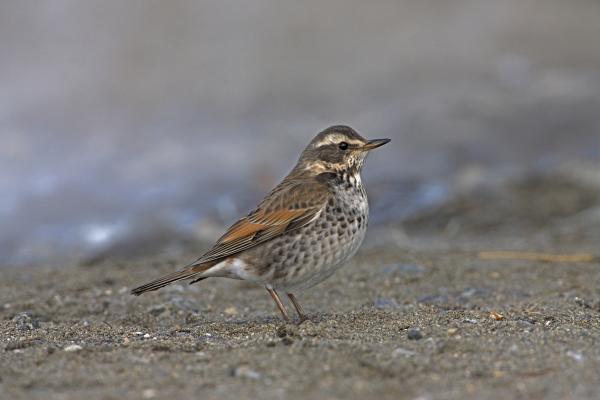 Tipos de zorzales - 7. Zorzal de Naumann (Turdus naumanni)