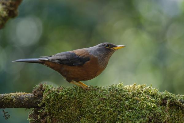 Tipos de zorzales - 8. Zorzal castaño (Turdus rubrocanus)