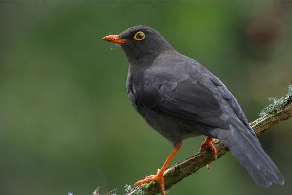 Tipos de zorzales - 9. Zorzal grande (Turdus fuscater)