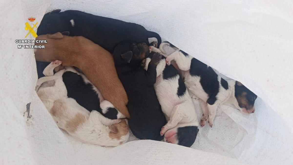Investigan a un hombre por abandonar siete cachorros vivos dentro de un contenedor en Cáceres