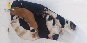 Investigan a un hombre por abandonar siete cachorros vivos dentro de un contenedor en Cáceres