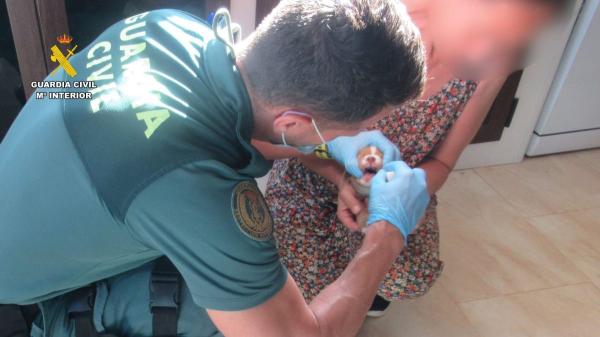 Investigan a un hombre por abandonar siete cachorros vivos dentro de un contenedor en Cáceres - La Guardia Civil recogió muestras de ADN
