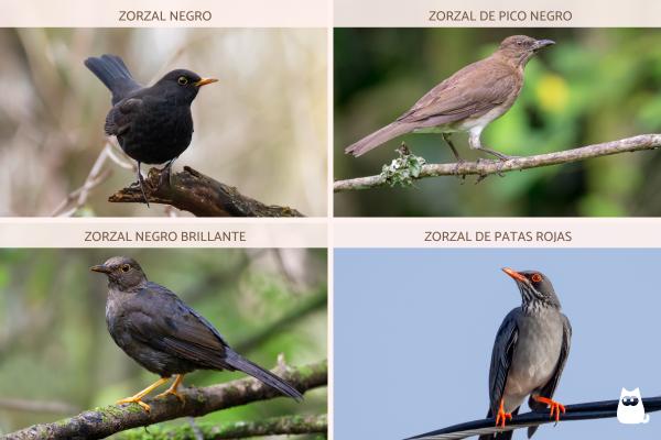 Tipos de zorzales - Otros tipos de zorzales