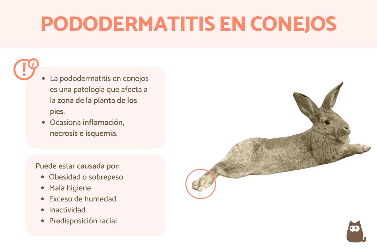 Pododermatitis en conejos - Síntomas y tratamiento
