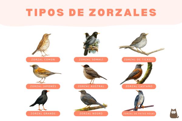 Tipos de zorzales