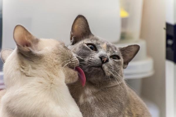 Mi gato lame a mi otro gato y lo muerde: causas y qué hacer - 1. Por familiaridad