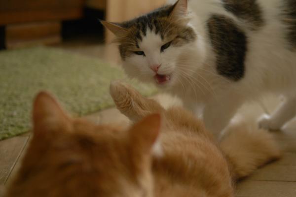 Mi gato lame a mi otro gato y lo muerde: causas y qué hacer - 3. Para establecer sus límites