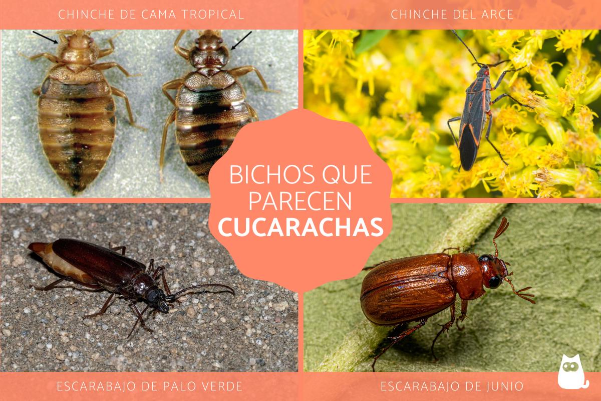 Bichos parecidos a las cucarachas