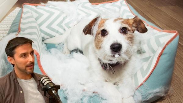 Juan Manuel Liquindoli, educador canino: “Los perros no se vengan ni sienten culpa; detrás puede haber frustración o estrés”
