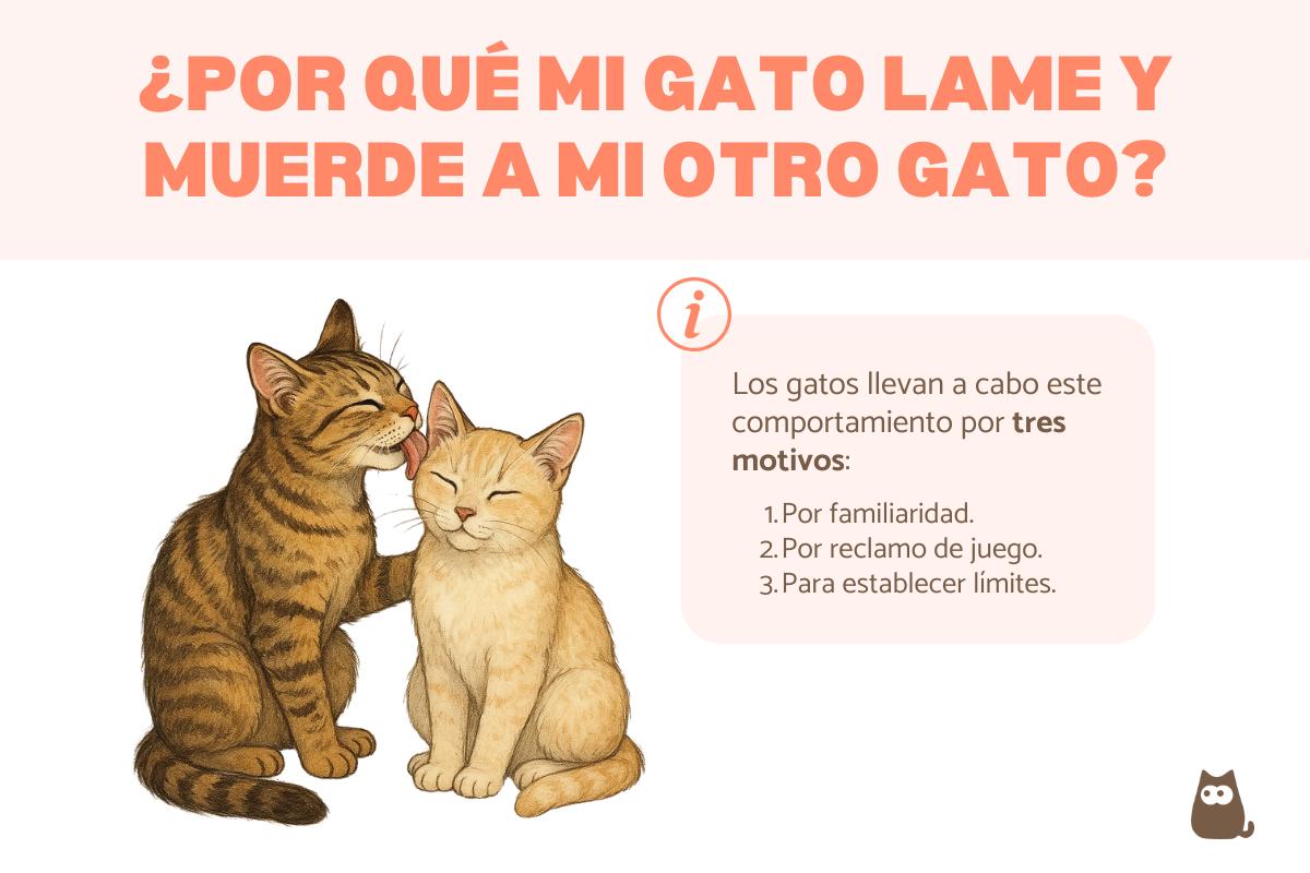 Mi gato lame a mi otro gato y lo muerde: causas y qué hacer