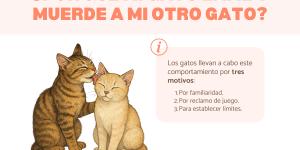 Mi gato lame a mi otro gato y lo muerde: causas y qué hacer