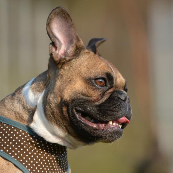 por qué mi perro está hinchado y respira pesado