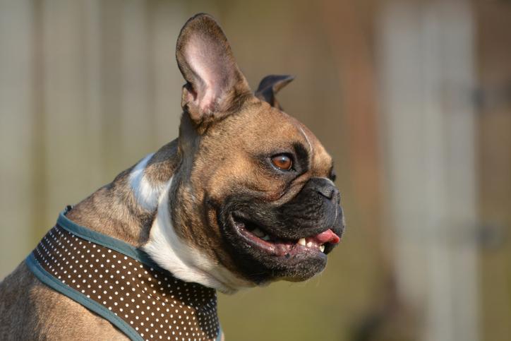 cómo puedo hacer que mis perros respiren mejor