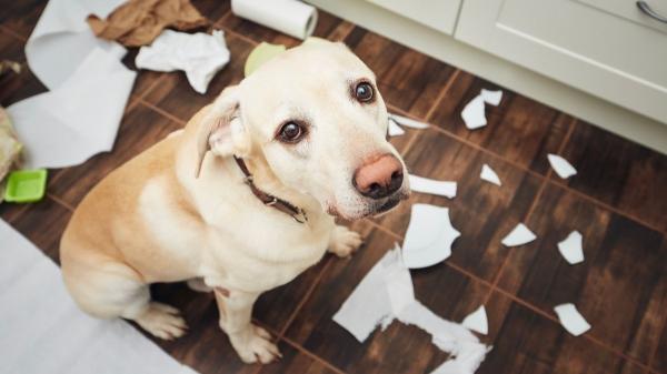 Juan Manuel Liquindoli, educador canino: “Los perros no se vengan ni sienten culpa; detrás puede haber frustración o estrés” - Un perro no se venga cuando rompe algo en casa: esta es la verdadera razón