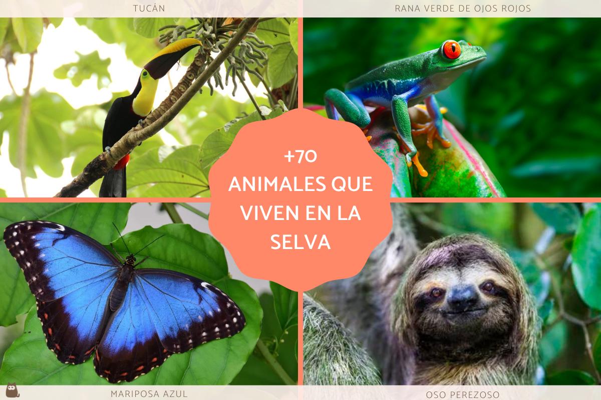 Animales de la selva - Tropical, peruana, amazónica y misionera