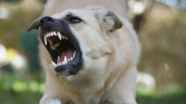 Los veterinarios coinciden: un lazo rojo en el collar del perro no es un adorno, avisa que no hay que tocarlo ni acercarse - El lazo rojo es una señal de peligro