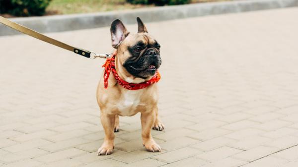 Los veterinarios coinciden: un lazo rojo en el collar del perro no es un adorno, avisa que no hay que tocarlo ni acercarse - Los lazos de colores son una iniciativa de The Yellow Dog Project