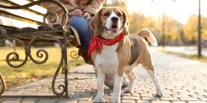 Los veterinarios coinciden: un lazo rojo en el collar del perro no es un adorno, avisa que no hay que tocarlo ni acercarse