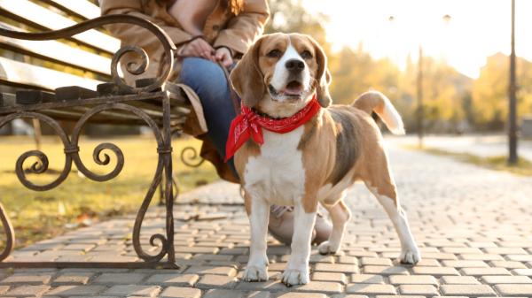 Los veterinarios coinciden: un lazo rojo en el collar del perro no es un adorno, avisa que no hay que tocarlo ni acercarse