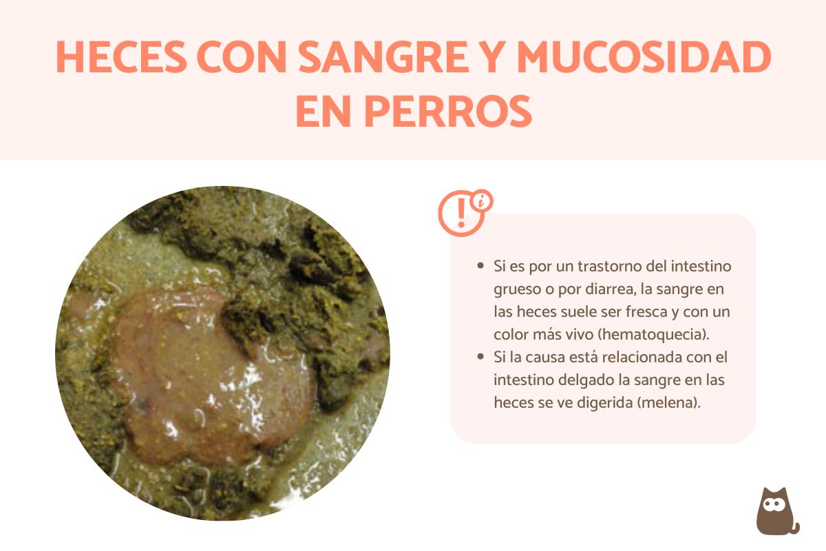 Mi perro hace heces con sangre y mucosidad - Causas y tratamientos