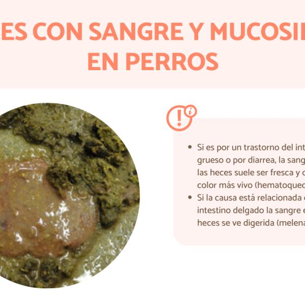 por qué la caca de mi cachorro es blanca