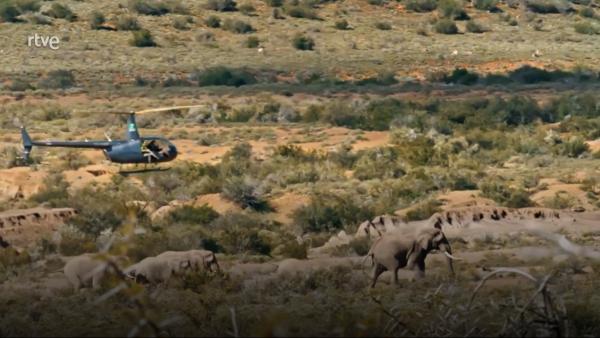 La Doctora Fabiola Jones sobre el proceso de vacunación de elefantes en una reserva protegida: "Se les vacuna para evitar brotes de ántrax, tuberculosis o el herpes y se hace siempre desde el aire" - Por qué la vacunación aérea es la más indicada para los elefantes de la reserva