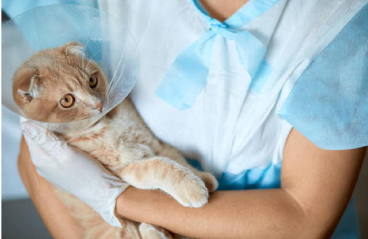 ¿Cuándo se notan los efectos de castrar a un gato?