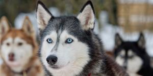 El husky siberiano no es solo blanco y negro: descubre todos sus colores oficiales