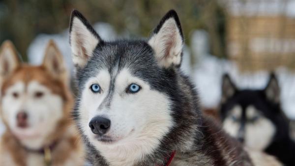 El husky siberiano no es solo blanco y negro: descubre todos sus colores oficiales