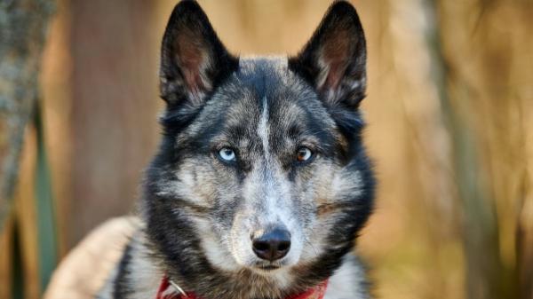 El husky siberiano no es solo blanco y negro: descubre todos sus colores oficiales - Hay colores prohibidos en el husky siberiano por graves motivos de salud