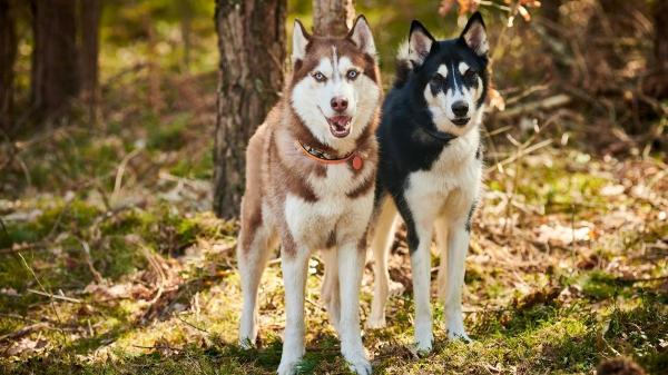 El husky siberiano no es solo blanco y negro: descubre todos sus colores oficiales - Los colores del husky siberiano según el estándar oficial