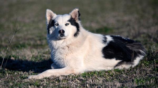 El husky siberiano no es solo blanco y negro: descubre todos sus colores oficiales - Más allá de los colores: los patrones del manto que hacen a cada husky siberiano único