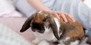 ¿Convives con un conejo? Estos errores comunes pueden estar afectando su bienestar