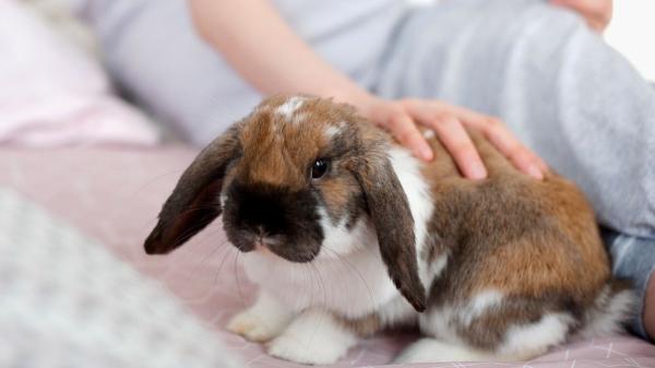 ¿Convives con un conejo? Estos errores comunes pueden estar afectando su bienestar