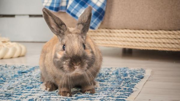 ¿Convives con un conejo? Estos errores comunes pueden estar afectando su bienestar - La estimulación mental es tan importante como el ejercicio físico