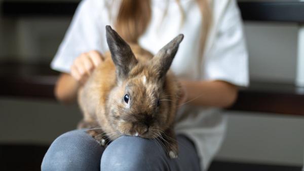 ¿Convives con un conejo? Estos errores comunes pueden estar afectando su bienestar - No lo fuerces: la forma correcta (y segura) de interactuar con tu conejo