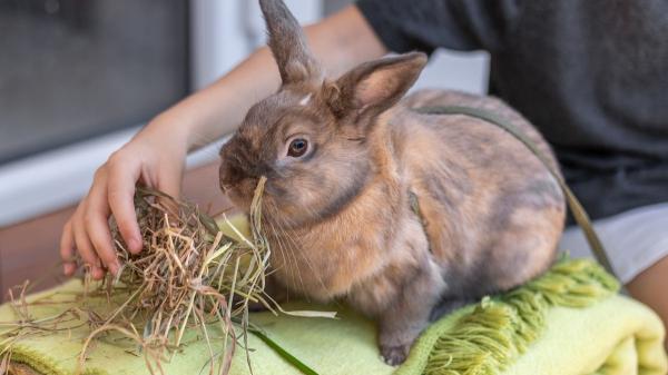 ¿Convives con un conejo? Estos errores comunes pueden estar afectando su bienestar - No solo de pienso vive el conejo: la importancia del heno y otros alimentos