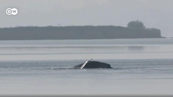 Giro en el caso Timmy: la ballena se libera por sí sola, pero la incertidumbre en Alemania continúa - El agotamiento le pasa factura: Timmy se detiene para reponer fuerzas