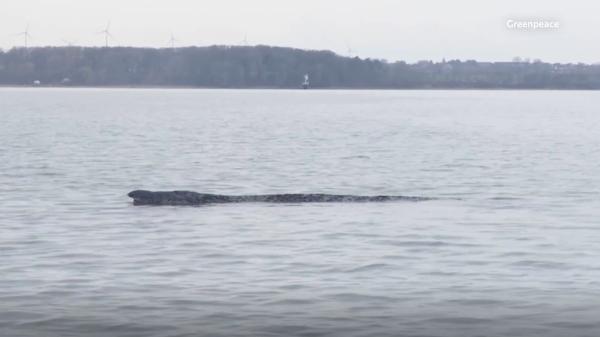 Giro en el caso Timmy: la ballena se libera por sí sola, pero la incertidumbre en Alemania continúa - El “milagro” de la ballena Timmy: así ha logrado salir nadando después de días varada