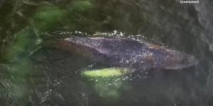 Giro en el caso Timmy: la ballena se libera por sí sola, pero la incertidumbre en Alemania continúa