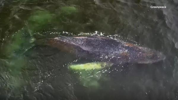 Giro en el caso Timmy: la ballena se libera por sí sola, pero la incertidumbre en Alemania continúa